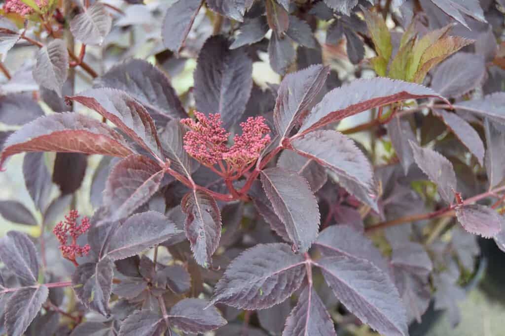 Sambucus nigra f. porphyrophylla 'Thundercloud' 30-40 cm